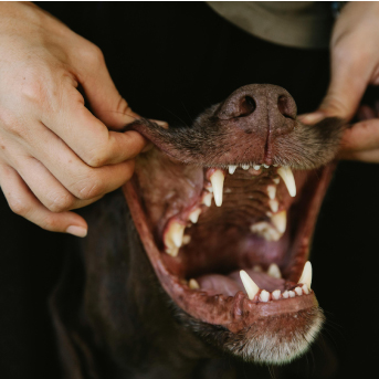 causas-de-infecciones-bucales-en-perros.jpg